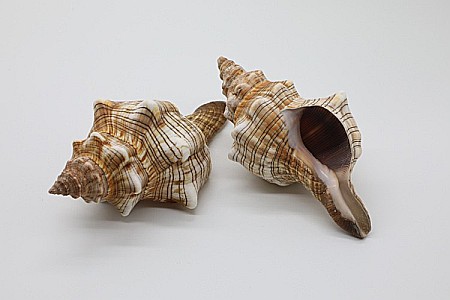 MELC FASCIOLARIA [1]
