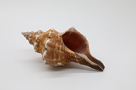 MELC FASCIOLARIA MARE [2]