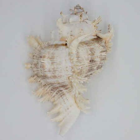 Melci si scoici - Melc mare Murex, cochilie 21 - 24 cm