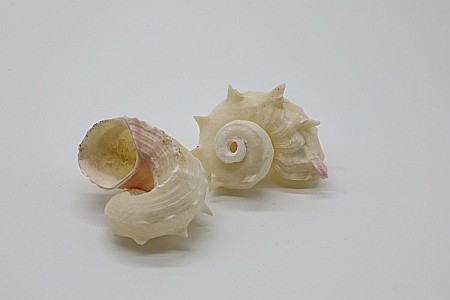 MELC RED ANGARIA WHITE [1]