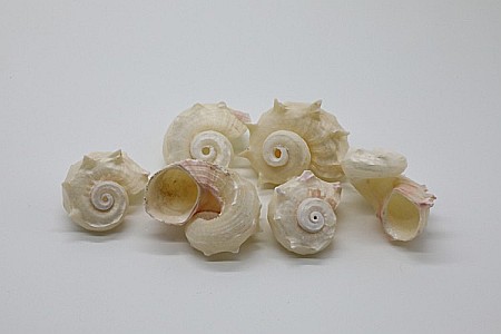 MELC RED ANGARIA WHITE [2]