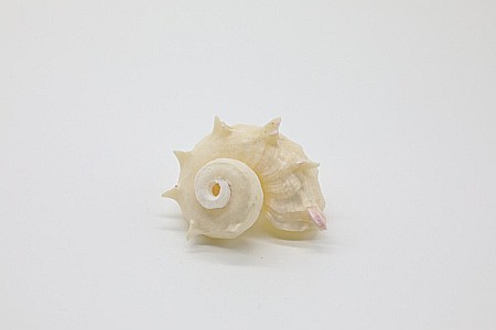 MELC RED ANGARIA WHITE [0]