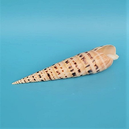 Melc Terebra mare [1]