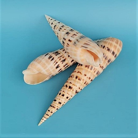 Melc Terebra mare [2]