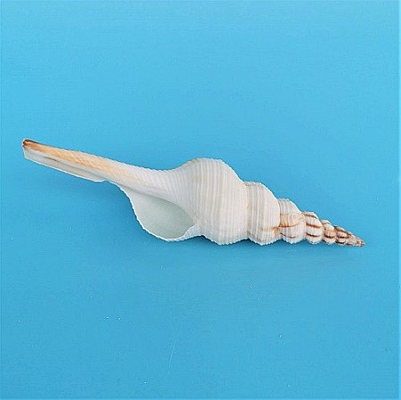 Melci si scoici - Melc Tibia Alb, 10 - 15 CM