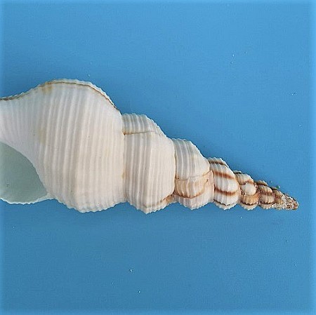 Melc Tibia Alb, 10 - 15 CM [4]