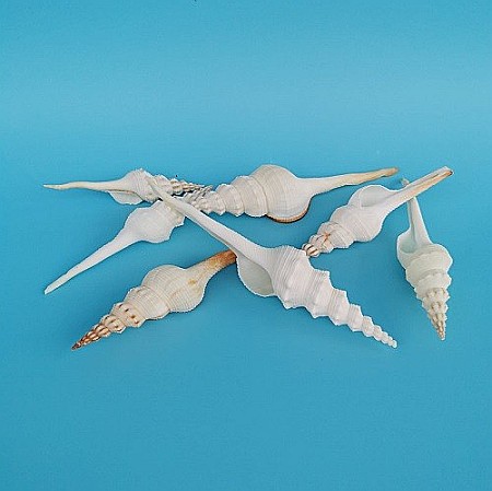 Melc Tibia Alb, 10 - 15 CM [3]