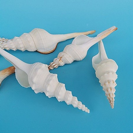 Melc Tibia Alb, 10 - 15 CM [2]