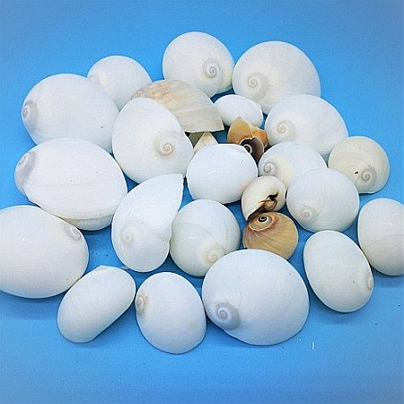 Melci albi Natica 200 gr [1]