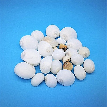 Melci albi Natica 200 gr [0]