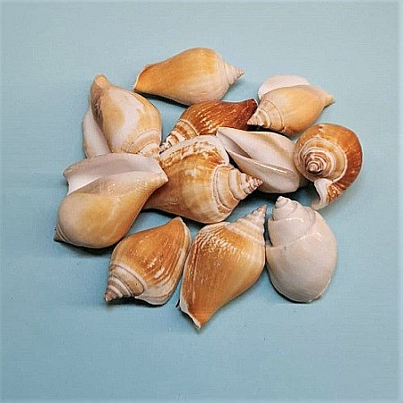 Melci Canarium 200 gr [0]