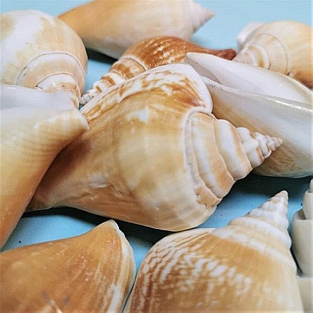 Melci Canarium 200 gr [1]