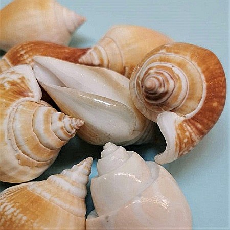 Melci Canarium 200 gr [3]