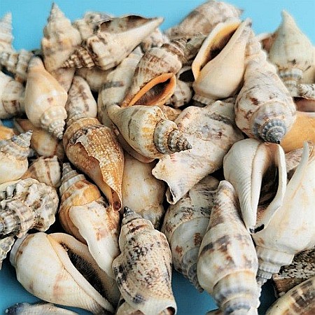 Melci Coji 200 gr [1]