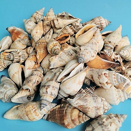 Melci Coji 200 gr [2]