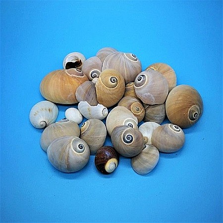 Melci crem Natica 200 gr [0]