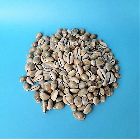 Melci si scoici - Melci Cypraea mici 200 gr