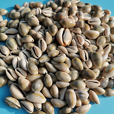 Melci Cypraea mici 200 gr [1]