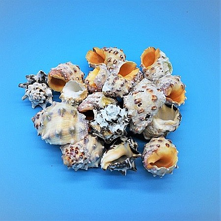 Melci Drupa Orange 200 gr [0]