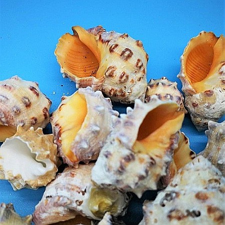 Melci Drupa Orange 200 gr [1]