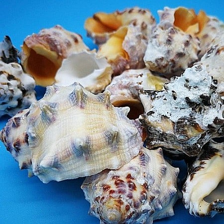 Melci Drupa Orange 200 gr [2]