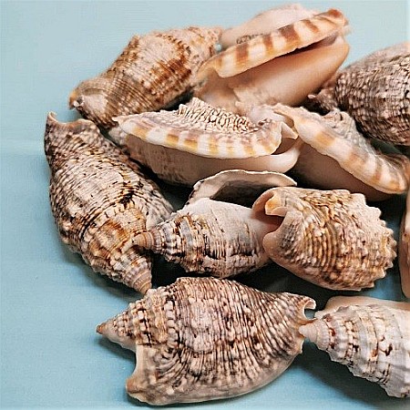 Melci Euprotomus 200 gr [1]
