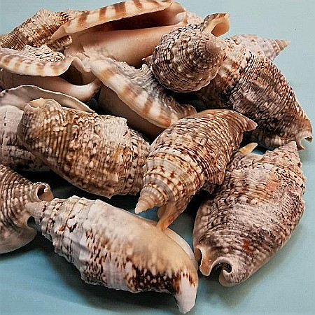 Melci Euprotomus 200 gr [2]