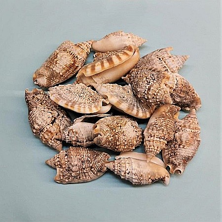 Melci si scoici - Melci Euprotomus 200 gr