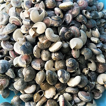 Melci mici  rotunzi 200 g [1]