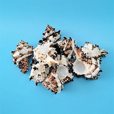 Melci Murex 200 gr [0]