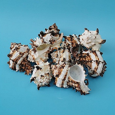 Melci Murex 200 gr [2]