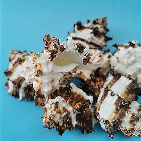 Melci Murex 200 gr [1]