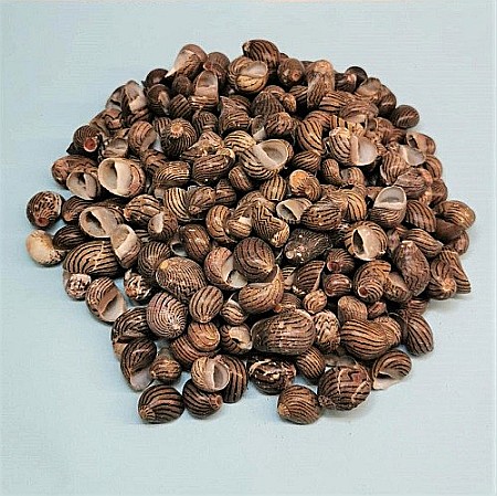 Melci Nerita Striped 200 gr [0]