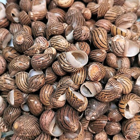 Melci Nerita Striped 200 gr [3]