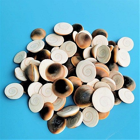 Melci rotunzi 200 gr [0]