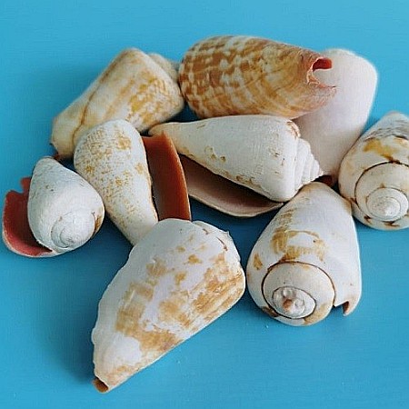 Melci Strombus 200 gr [2]