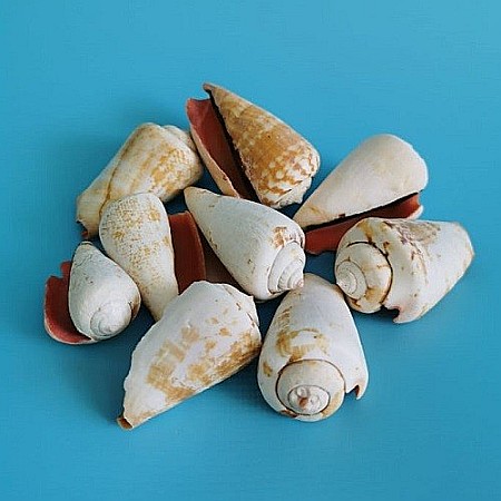 Melci Strombus 200 gr [0]