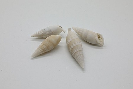 MELCI STROMBUS VERTAGUS 200 GR [2]