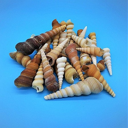 Melci si scoici - Melci Terebra 200 gr