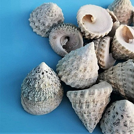 Melci Troka mari 200 gr [1]