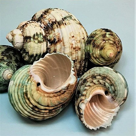 Melci Turbo verzi 200 gr [2]