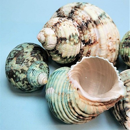 Melci Turbo verzi 200 gr [3]