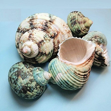 Melci Turbo verzi 200 gr [0]