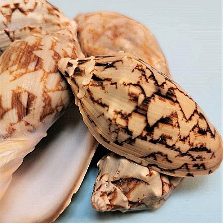 Melci Voluta 200 gr [2]