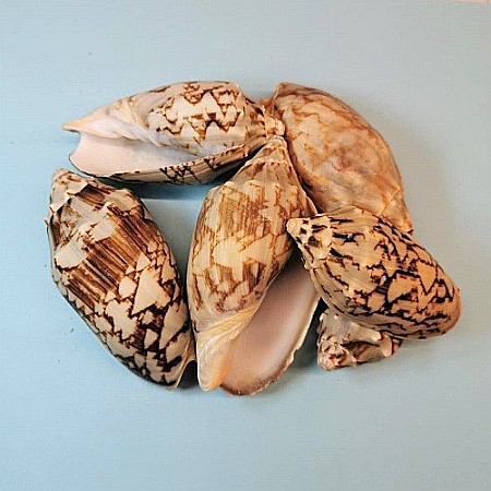 Melci Voluta 200 gr [0]