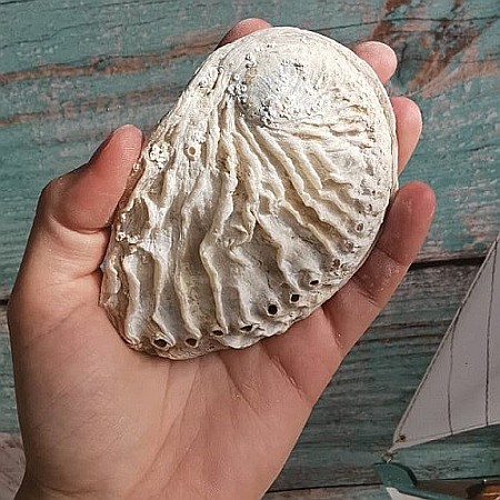Scoica Abalone [3]