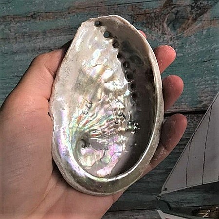 Scoica Abalone medie [1]
