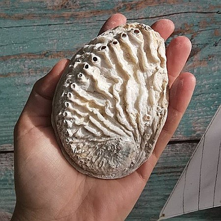Melci si scoici - Scoica Abalone medie