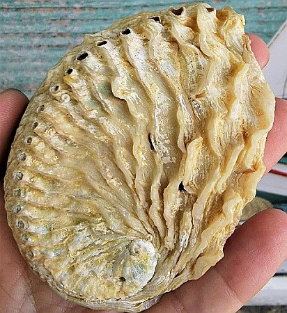 Scoica mica Abalone Yellow [4]
