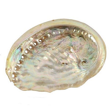Melci si scoici - Scoica mica Abalone Yellow